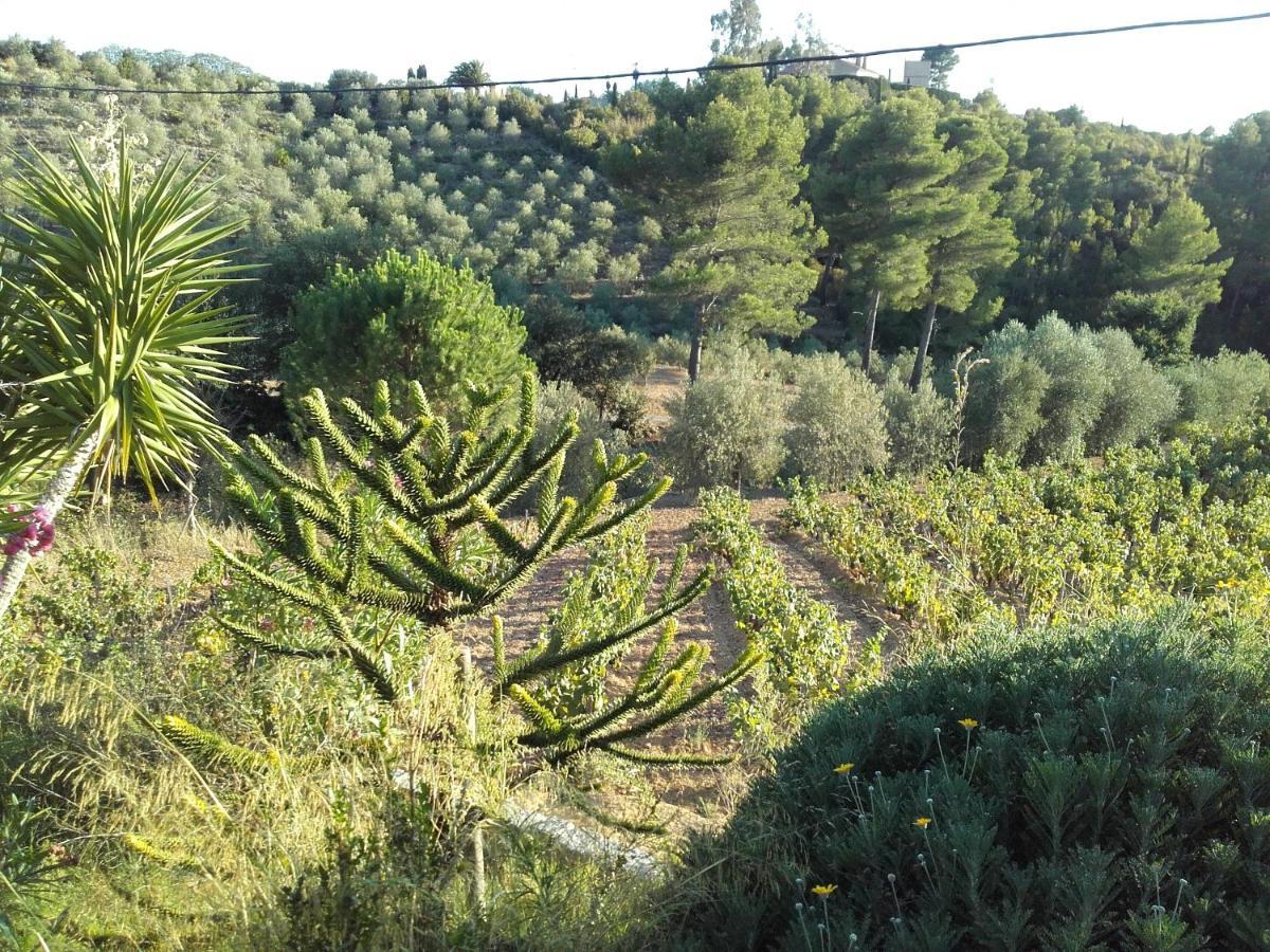 La Bastide De L'Oliveraie ル・カステレ エクステリア 写真